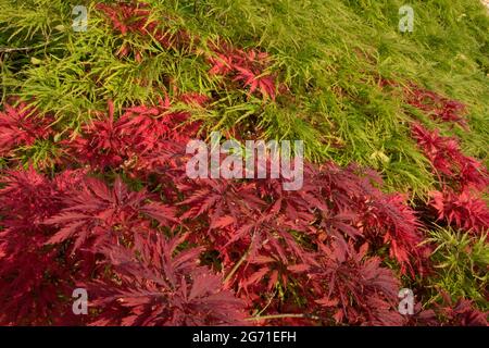 Rosso e Verde Tammukeyama Acero Giapponese, Acer palmatum var. Dissectum, Parma, Italia Foto Stock