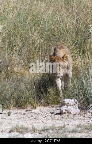 Leone africano (Panthera leo), giovane maschio in erba alta, a piedi al bacino d'acqua, Etosha National Park, Namibia, Africa Foto Stock