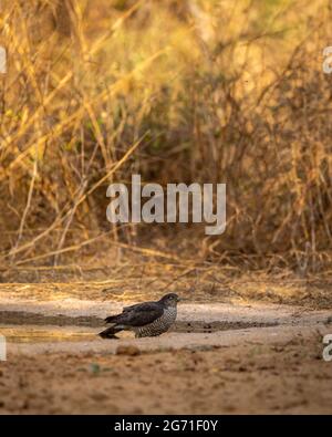 eurasian o sparrowwawk settentrionale in waterhole per dissetarsi durante safari foresta dell'india centrale - accipiter nisus Foto Stock