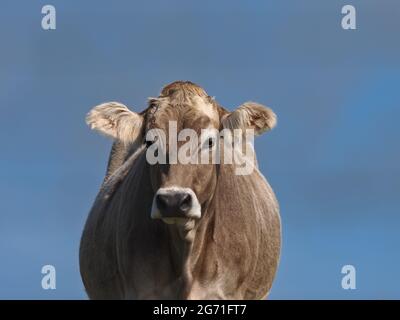Mucche in campo, Pembrokeshire Coastal Path, Galles Foto Stock