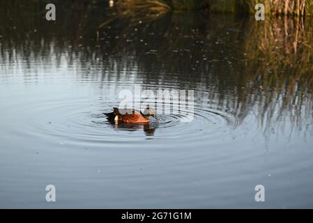 Un lato di castagno teal mentre nuotano in un lago, gocciolando bagnato dopo aver tuffato la testa in acqua Foto Stock