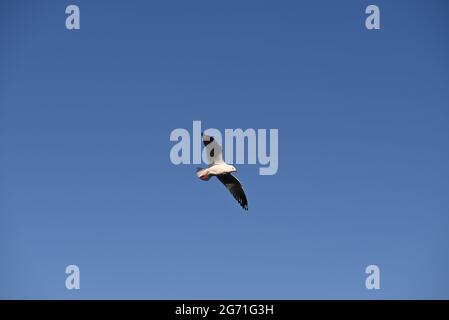 Un gabbiano d'argento per adulti, comunemente noto come gabbiano, che svanisce attraverso il cielo azzurro Foto Stock