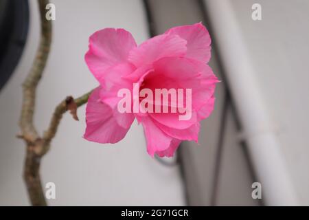 Rosa Crisantemo fiore sullo sfondo Foto Stock