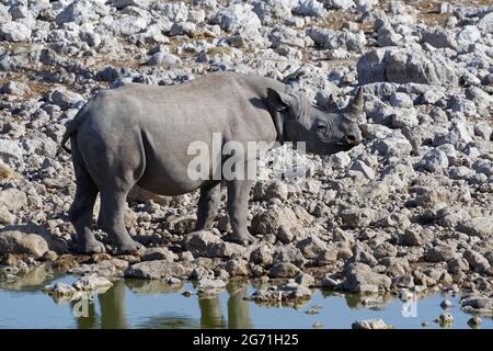 Rinoceronte nero (Diceros bicornis) che si trova a Okaukuejo, Alert, Etosha National Park, Namibia, Africa Foto Stock