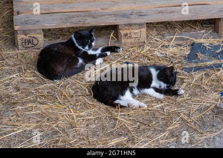 Due gatti giovani bianchi e neri che si addormentano sulla paglia in un fienile contadino Foto Stock