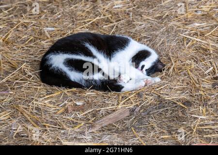 Un gattino bianco e nero che si adagia sulla paglia addormentata Foto Stock