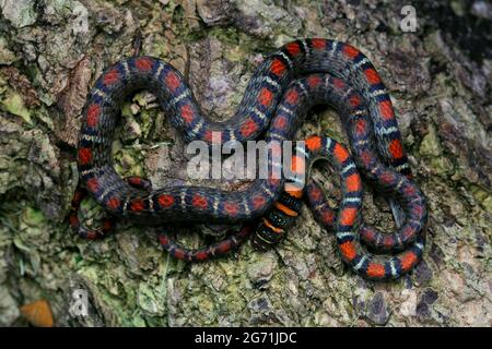 Serpente volante con due abbracci Foto Stock