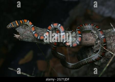 Serpente volante con due abbracci Foto Stock