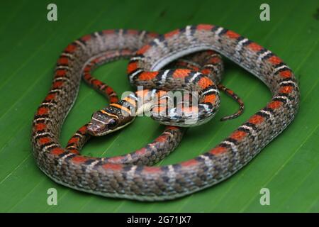 Serpente volante con due abbracci Foto Stock