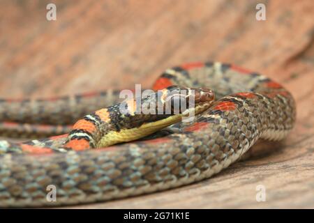 Serpente volante con due abbracci Foto Stock