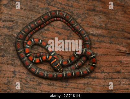 Serpente volante con due abbracci Foto Stock