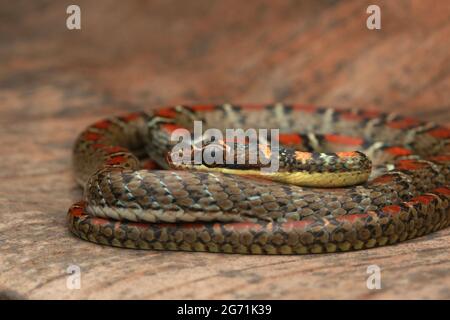 Serpente volante con due abbracci Foto Stock