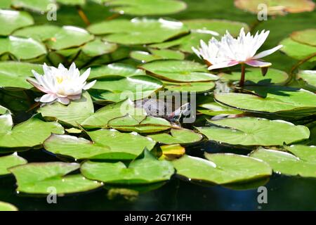 Tartaruga slider rossa (Trachemys scripta elegans) nello stagno tra gigli d'acqua Foto Stock