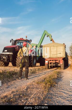 Agriturismo donna monitoraggio dello stato di avanzamento del raccolto e il trasporto di granella sul sito Foto Stock