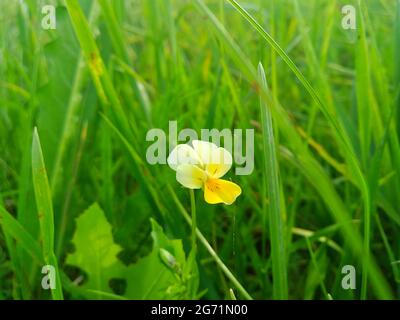 Viola arvensis è una specie di violetta conosciuta con il nome comune di pansy campo Foto Stock