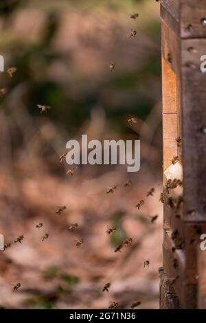 Immagine verticale di api che volano vicino a un alveare su uno sfondo sfocato Foto Stock