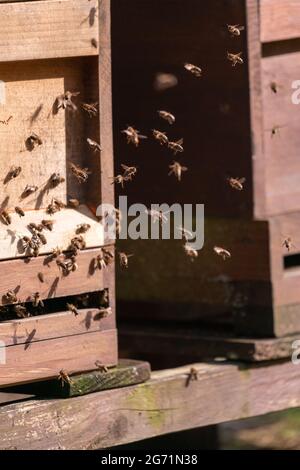 Immagine verticale di api che volano vicino a un alveare su uno sfondo sfocato Foto Stock