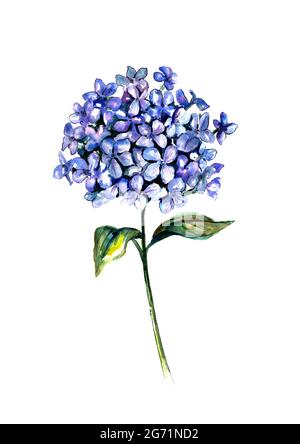 Illustrazione dipinta a mano di uno sprig di lilla Hydrangea, isolato su uno sfondo bianco Foto Stock