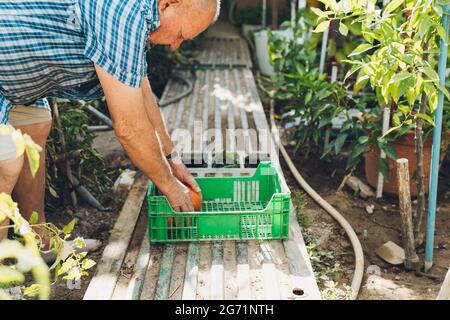 Uomo più anziano che mette i pomodori appena raccolti in una scatola di plastica Foto Stock