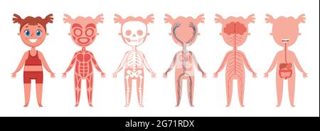 Sistemi del corpo della ragazza. Scheletro anatomico umano, muscoli, nervi, cuore e vene, organi digestivi. Infografica vettoriale didattica per bambini. Ossa di carattere femminile, elementi di fisiologia interna Illustrazione Vettoriale