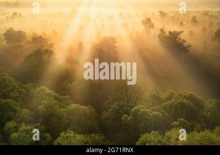 Incantato mattina prato verde estate in nebbia e luce del sole Foto Stock