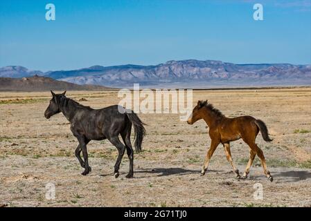 Cavalli selvaggi che trotto in Dugway Valley, Pony Express Trail, Back Country Byway, Great Basin, Utah, STATI UNITI Foto Stock