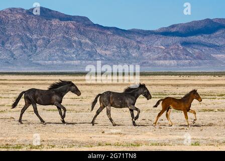 Giovani cavalli selvatici galoppando in Dugway Valley, Pony Express Trail, Back Country Byway, Great Basin, Utah, STATI UNITI Foto Stock