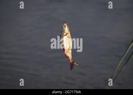 Primo piano su singolo pesce di pesca comune a gancio. Concetto di pesca Foto Stock