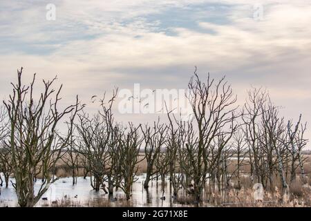 Gli alberi annegati scultorei a Hickling Broad Norfolk UK Foto Stock