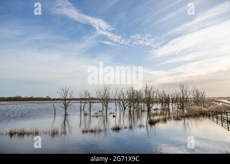 Gli alberi annegati scultorei a Hickling Broad Norfolk UK Foto Stock