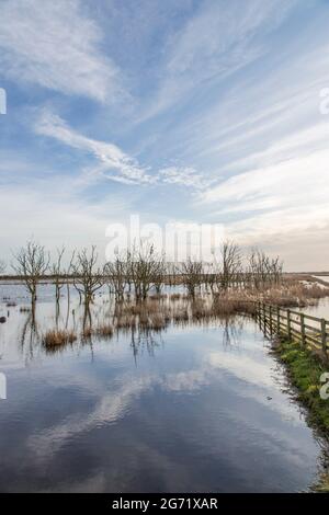 Gli alberi annegati scultorei a Hickling Broad Norfolk UK Foto Stock