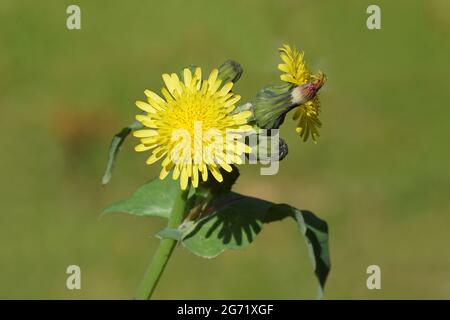 Primo piano fiori gialli di civetta comune, latticello lattiginoso (Sonchus oleraceus). Famiglia Asteraceae o Compositae. Giardino olandese, luglio Foto Stock