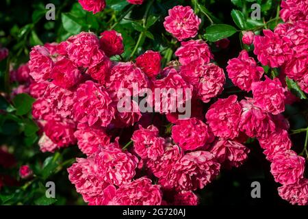 rosso arrampicata fiori rosa closeup fuoco selettivo Foto Stock