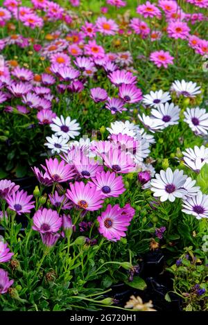 Closeup di fiori viola chiamati margherite africane (Osteospermum) con gemme, steli e foglie in estate Foto Stock