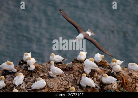 Albatross (Thalassarche melanophris), Bempton Cliffs RSPB, East Yorkshire, per adulti. Un visitatore molto raro nel Regno Unito (e nell'emisfero settentrionale) Foto Stock