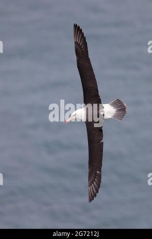 Albatross (Thalassarche melanophris), Bempton Cliffs RSPB, East Yorkshire, per adulti. Un visitatore molto raro nel Regno Unito (e nell'emisfero settentrionale) Foto Stock