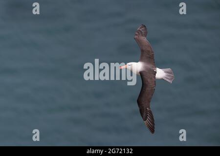 Albatross (Thalassarche melanophris), Bempton Cliffs RSPB, East Yorkshire, per adulti. Un visitatore molto raro nel Regno Unito (e nell'emisfero settentrionale) Foto Stock