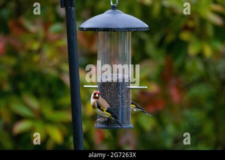 Ashford, Kent, Regno Unito. 10 luglio 2021. Regno Unito tempo: Goldfinches adulti (Carduelis carduelis) alimentazione da un birdfeeder riempito di semi di niger in un giorno di pioggia e overcast nel villaggio di Hamstreet vicino Ashford, Kent. Photo Credit: Paul Lawrenson /Alamy Live News Foto Stock