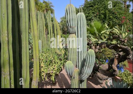 Il Museo YSL e il Giardino Majorelle a Marrakech, Marocco ma Foto Stock