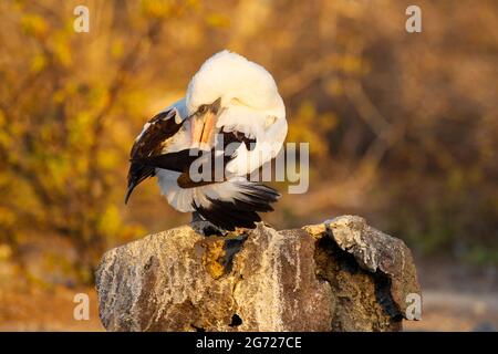 Nazca Booby (Sula granti) preening Foto Stock