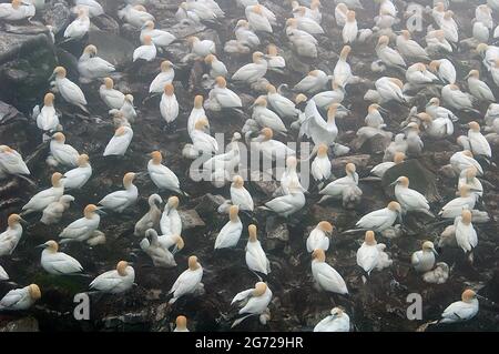 Gannet settentrionale (Morus faganus) colonia di allevamento Foto Stock