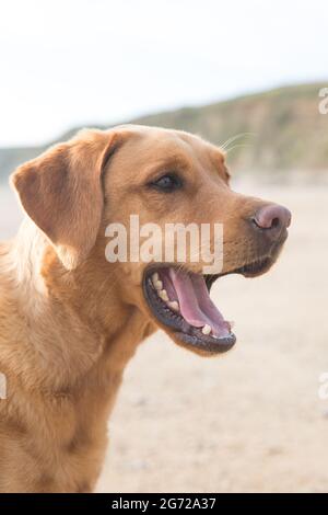 Un primo piano profilo ritratto di un cane da compagnia Fox Red labrador Retriever su una spiaggia sabbiosa con bocca aperta durante la vacanza estiva Foto Stock