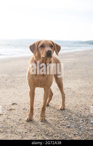 Un cane labrador Retriever rosso volpe o giallo che guarda sano e in forma su una spiaggia della Cornovaglia al tramonto Foto Stock