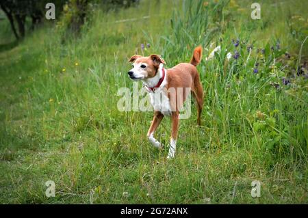 Bella razza mista cane nel campo Foto Stock