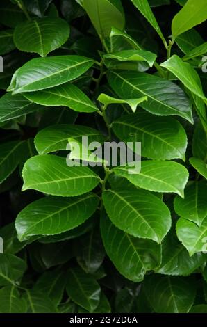 Prunus laurocerasus, arbusto sempreverde, noto come alloro di ciliegia, alloro comune e talvolta alloro inglese, primo piano di foglie verdi con vene luminose Foto Stock