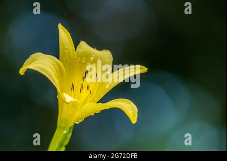 Fiore giallo con sfondo scuro. Hemerocallis lilioasphodelus. Hemerocallis flava. Nido di limone. Giglio di limone. Giglio giallo. Bellezza in natura. Foto Stock