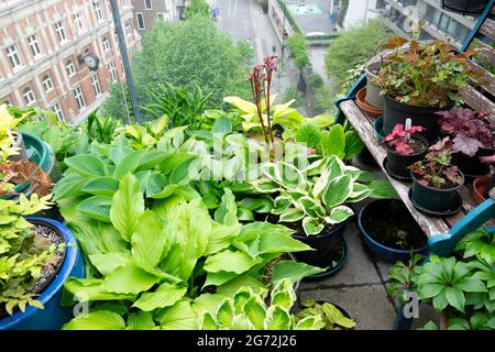 Hostas che cresce in un gruppo di pentole raggruppate su un alto Barbican Estate tetto piano giardino tetto balcone in estate nella città di Londra UK KATHY DEWITT Foto Stock