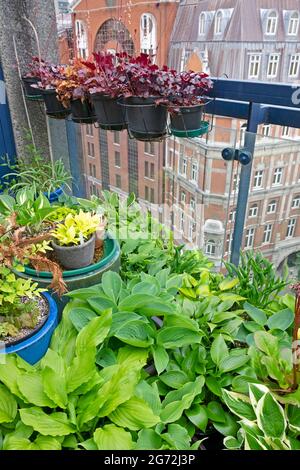 Hostas che cresce in un gruppo di pentole raggruppate su un alto Barbican Estate tetto piano giardino tetto balcone in estate nella città di Londra UK KATHY DEWITT Foto Stock