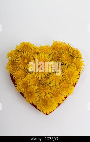 Fiori gialli del dente di leone in una forma di cuore. Foto Stock