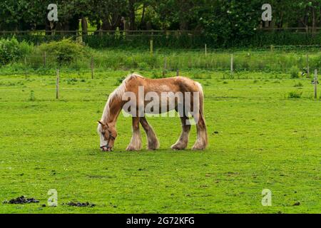 Cavallo di Lone che pascola in un campo Foto Stock